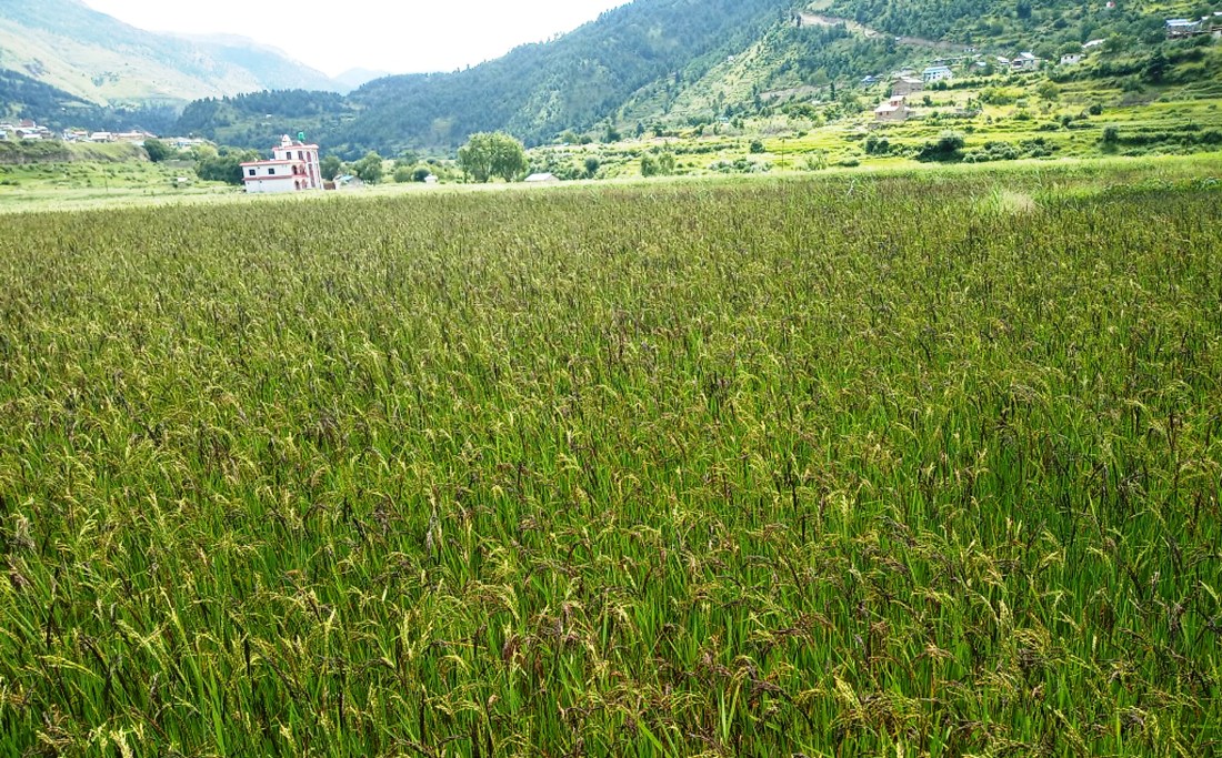 कालीमार्सी धानको प्याटेन्ट् राइट खोइ ?